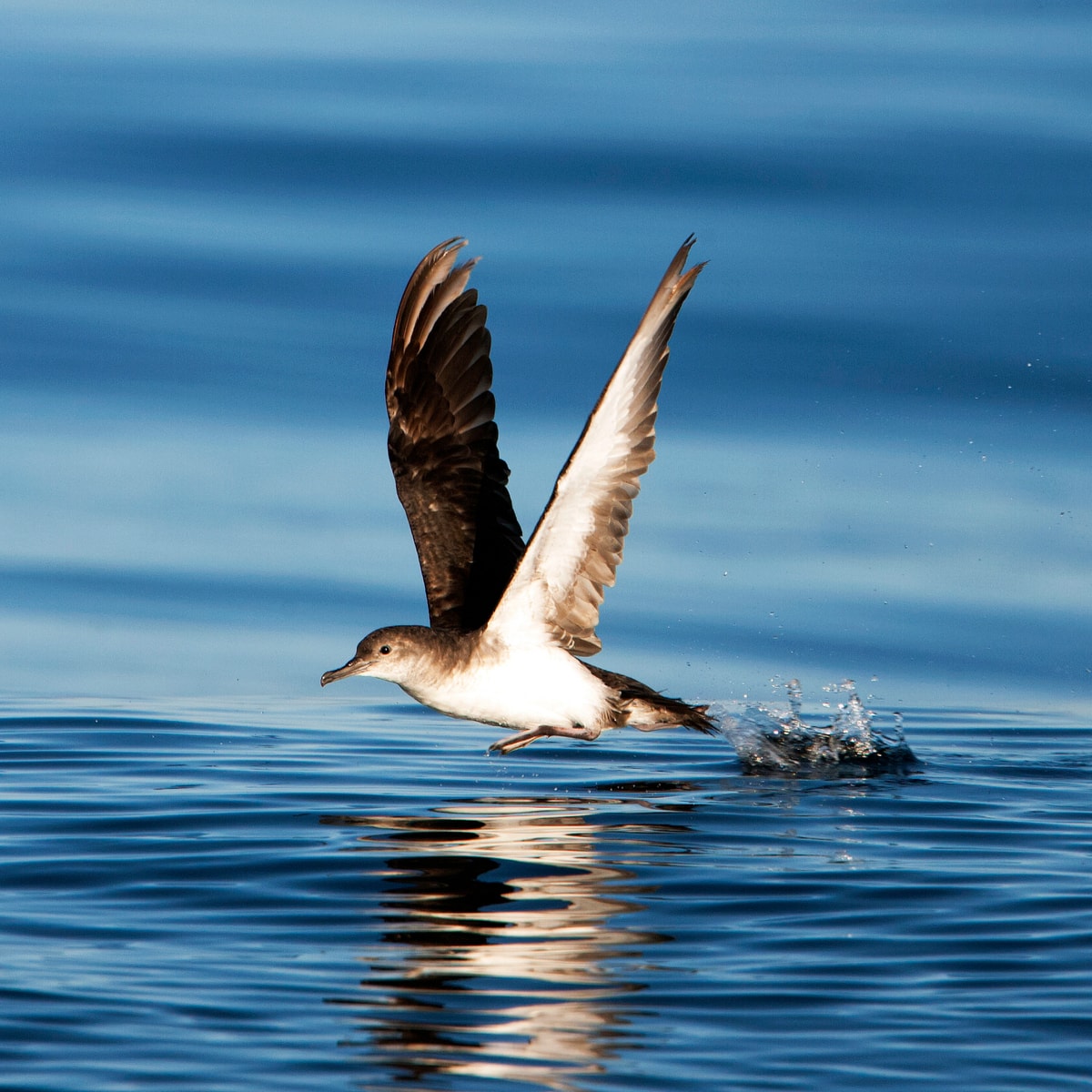 Black Vented Shearwater