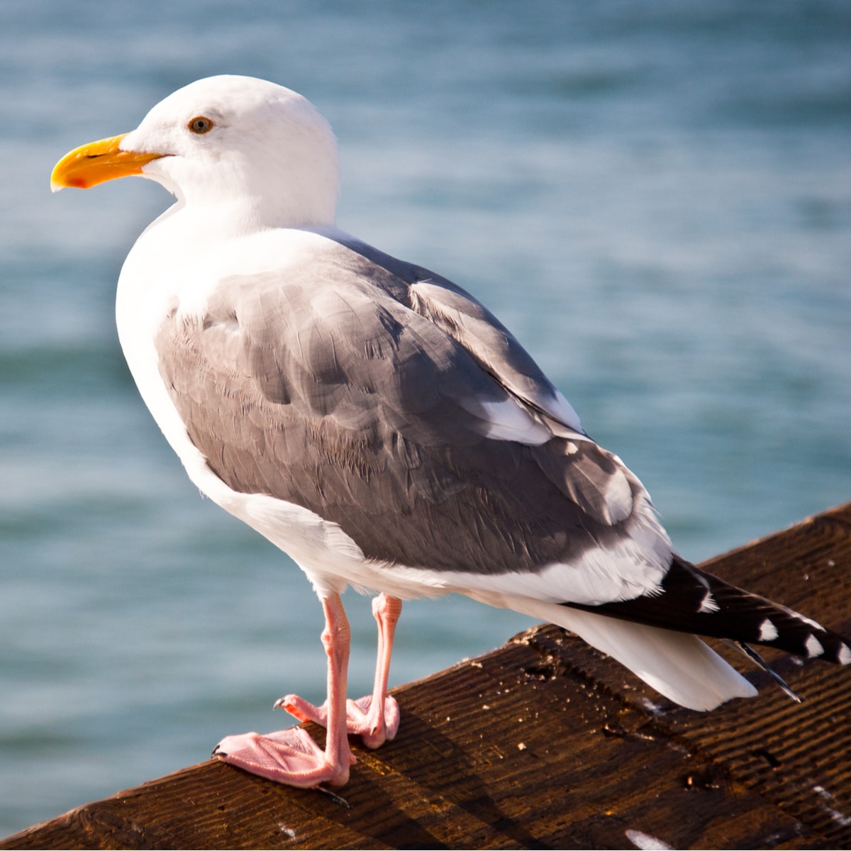 California Gull