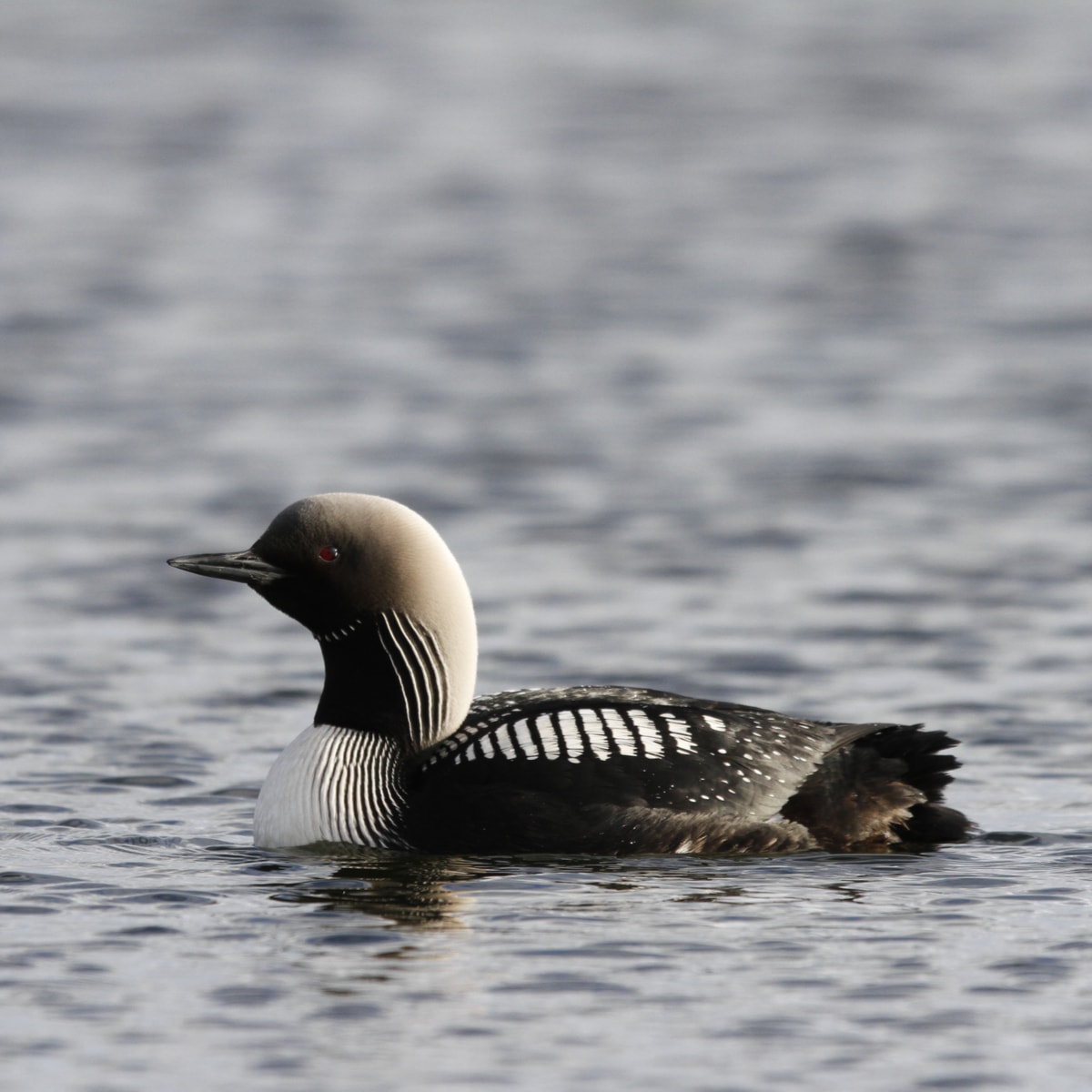 Common Loon