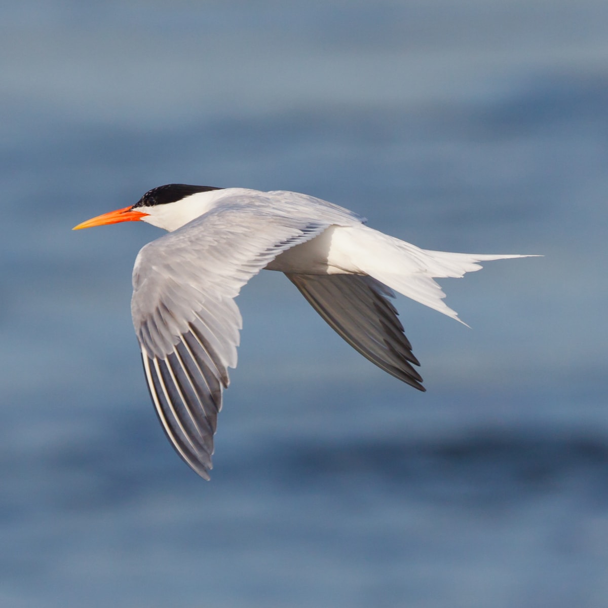 Elegant Tern