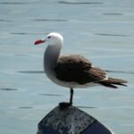 Heerman’s Gull