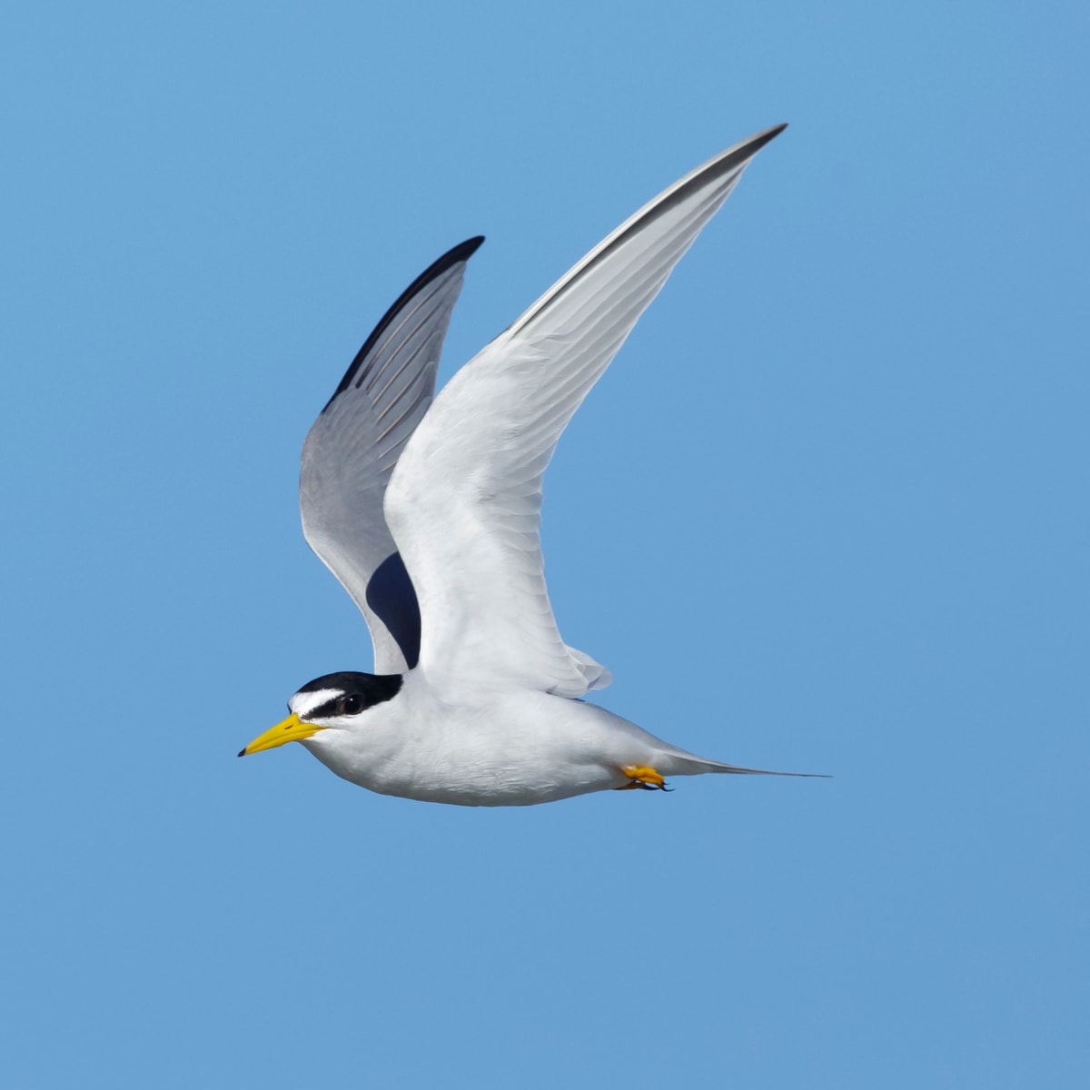 Least Tern