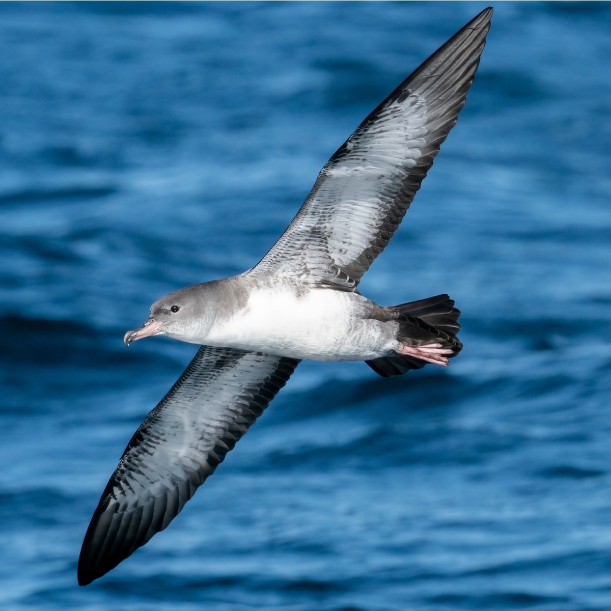 Pink Footed Shearwater
