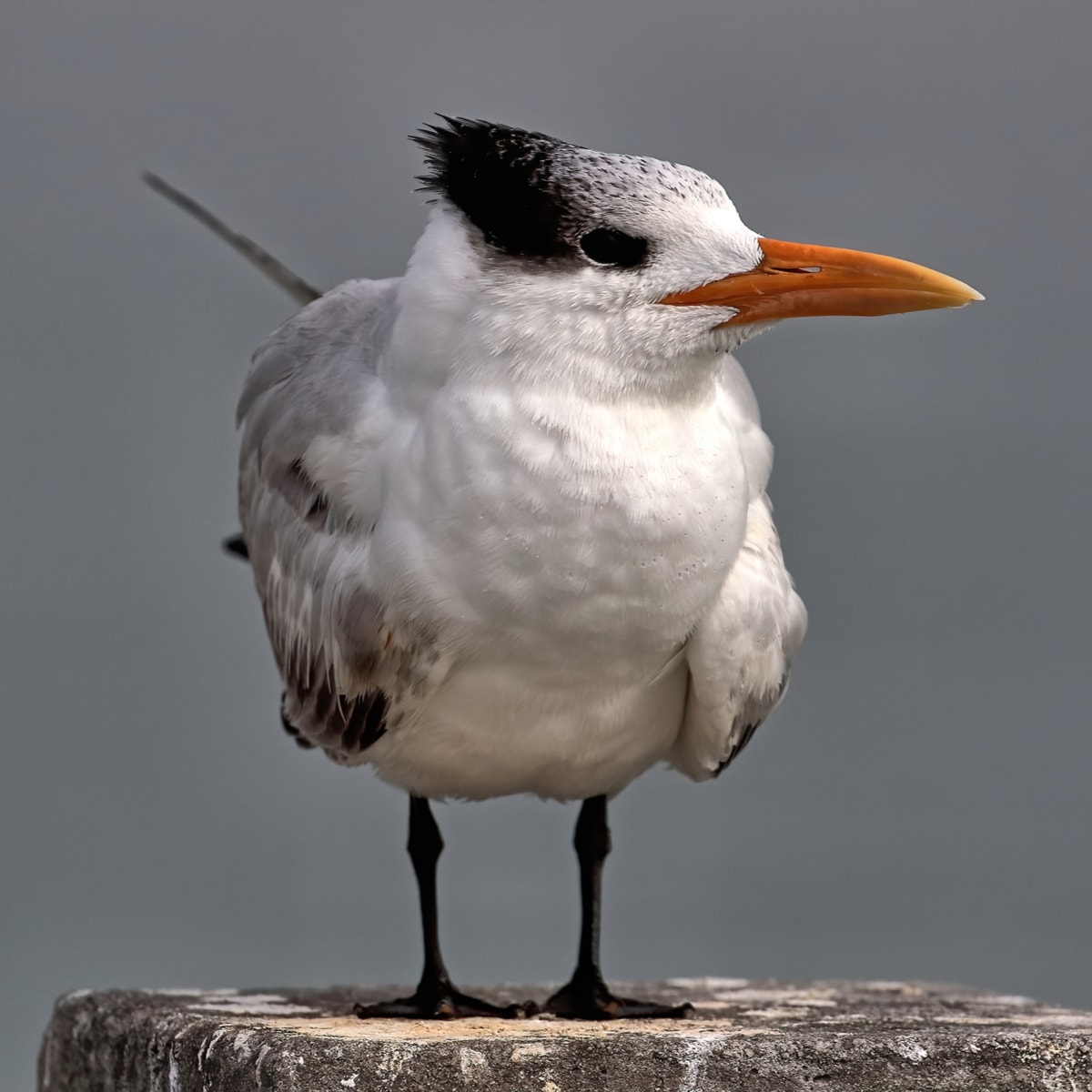 Royal Tern