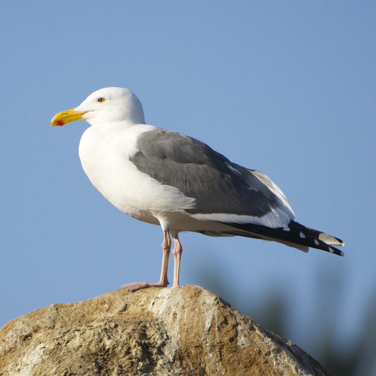 Western Gull