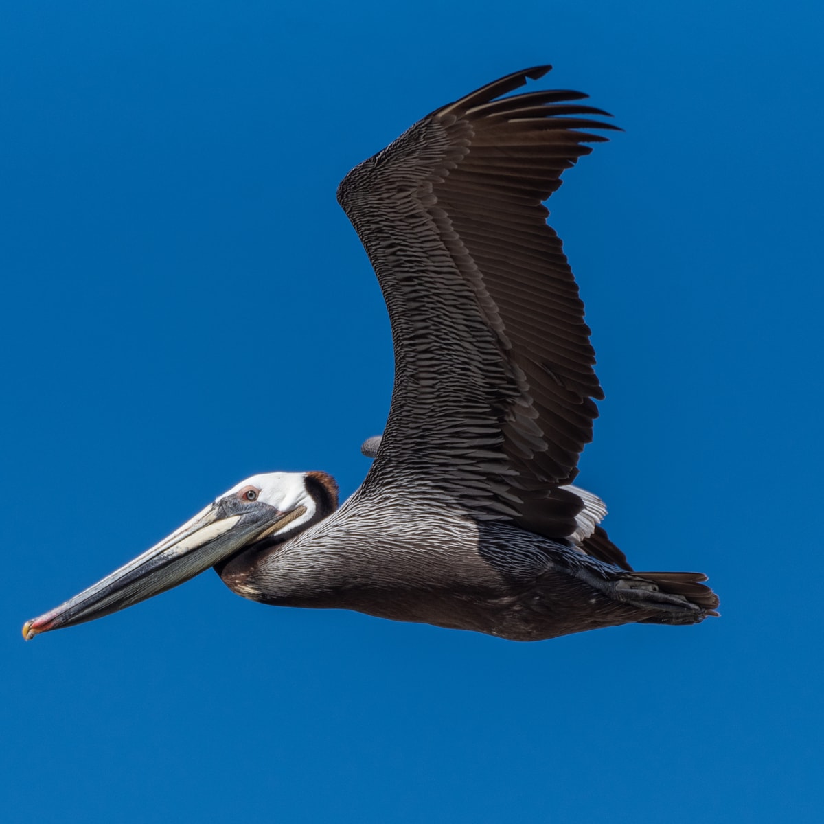 brown pelican