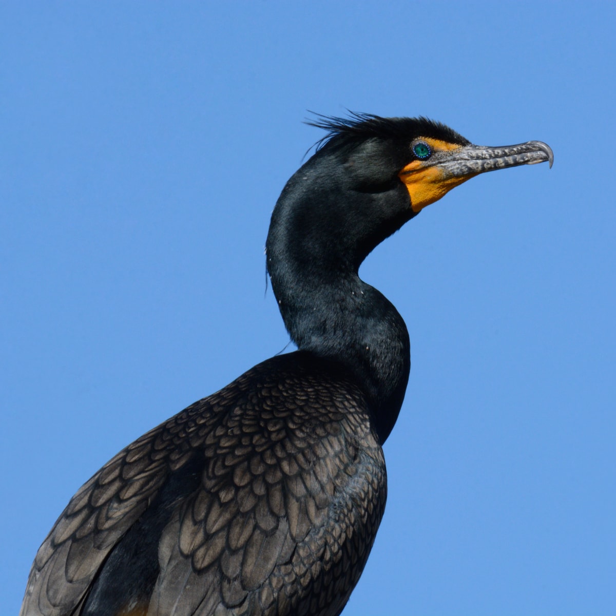 double breasted cormorant